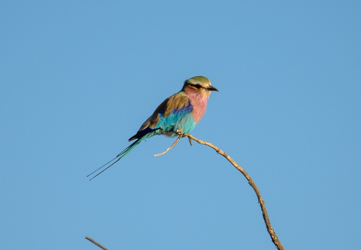Birds