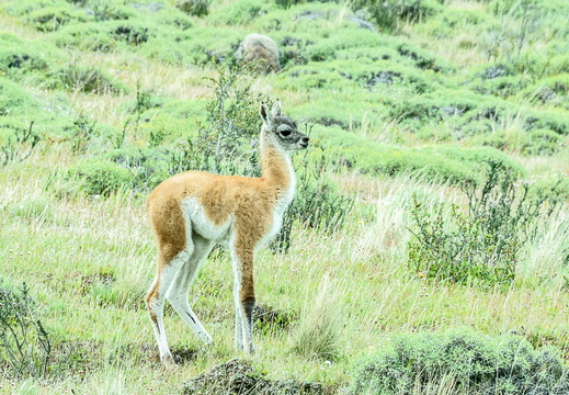 Wildlife